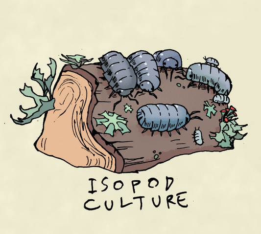 Isopods? Rollie Pollies? Potato Bugs? Pill Bugs?